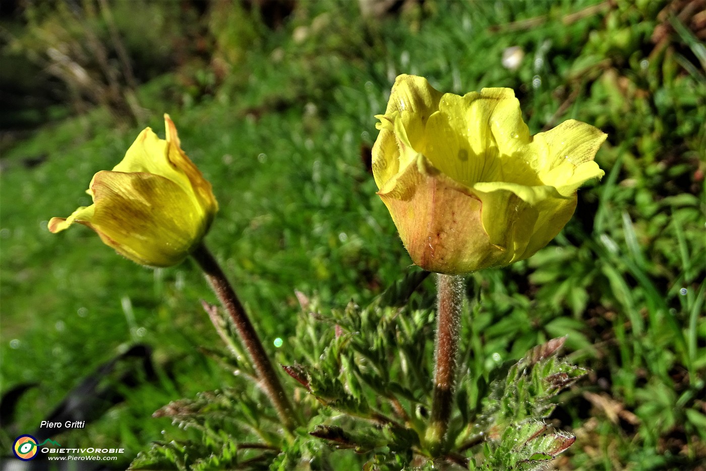 09 Pulsatilla alpina sulfurea in bocciolo.JPG